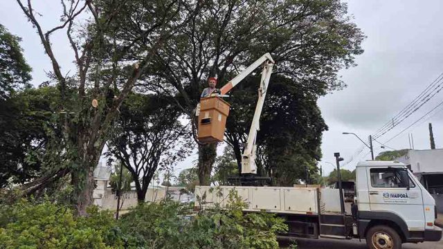 Poda de árvores em Ivaiporã / Foto: Assessoria de Imprensa