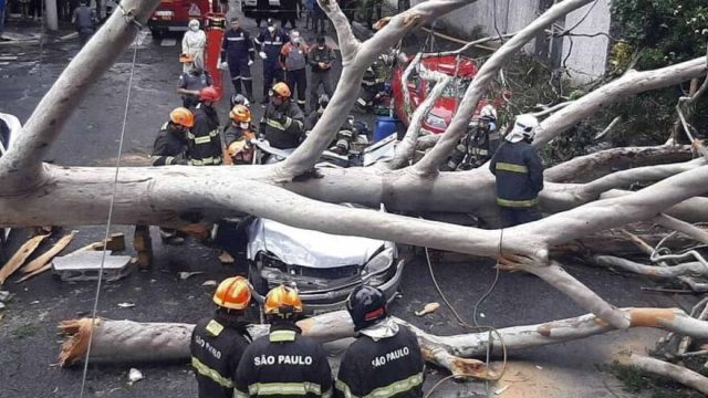 Queda de árvore mata mulher dentro de carro