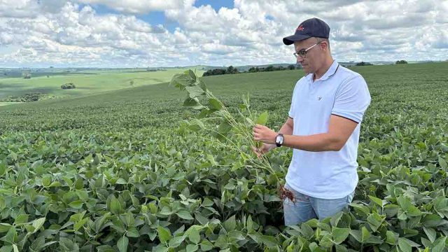 Lavoura de soja em Ivaiporã apresenta bom desenvolvimento e fase de frutificação.