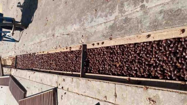 Invasão de Besouros