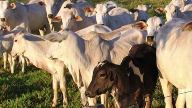 furto de gado Cabeças de gado