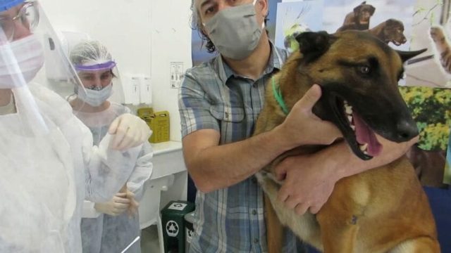 Cães testam positivo para Covid-19 no Paraná