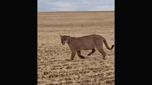 A onça-parda foi flagrada na zona rural de Marilândia do Sul / Foto por Arquivo/Michelle Gatto