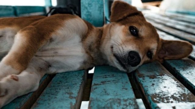 Homem é preso após dar golpe de facão em cachorro