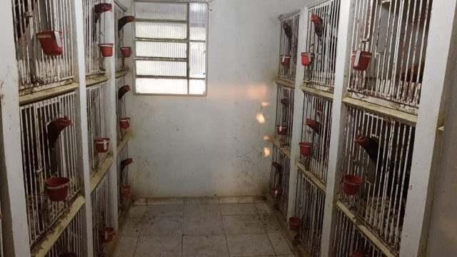 Rinha de briga de galo Foto: Polícia Civil/Divulgação