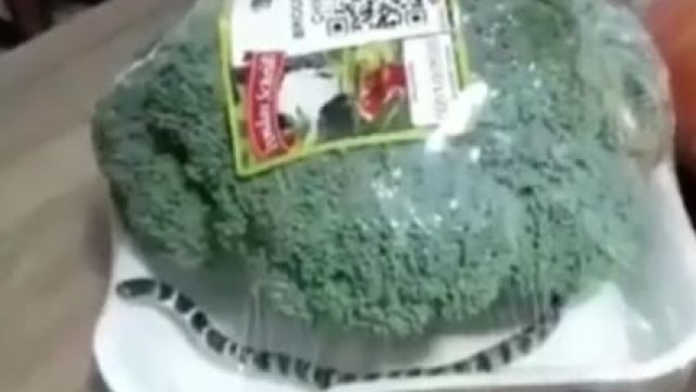 Foto: Reprodução vídeo