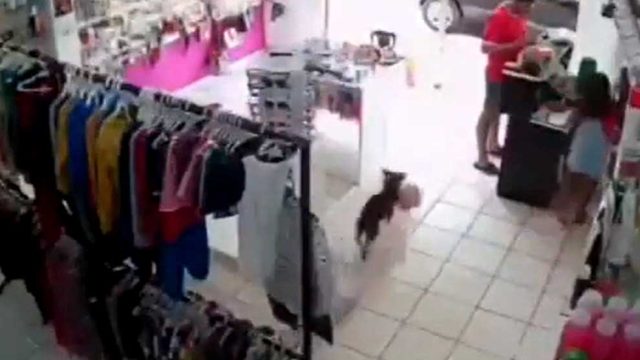 cachorrinho furtando bicho de pelucia cachorrinho