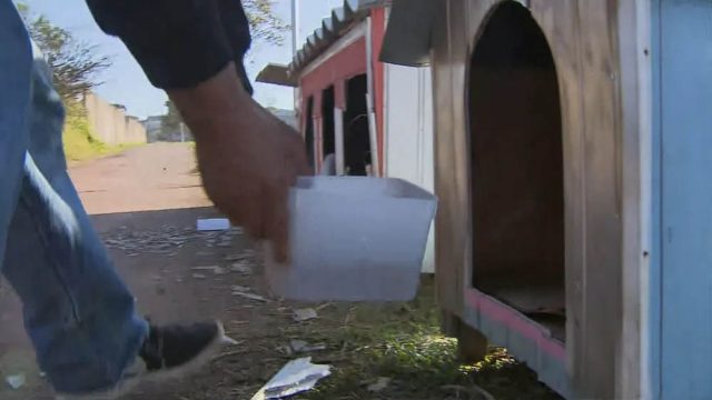 casinhas de cachorro Os cães são cuidados por diversas pessoas / Foto: Reprodução/RPC