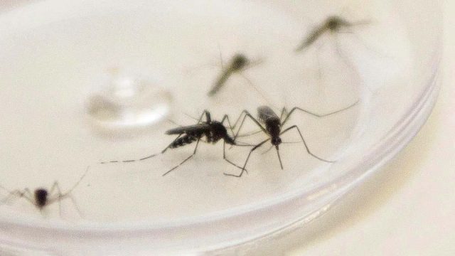 Secretária de Saúde de Ivaiporã alerta sobre focos do mosquito Aedes aegypti