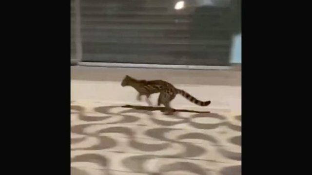 Animal foi flagrado a toda velocidade sobre uma rua da cidade / Foto: Reprodução