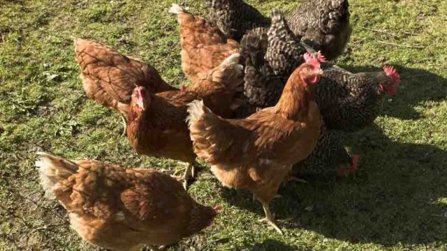 Criação de galinha -Imagem ilustrativa / Foto: Reprodução