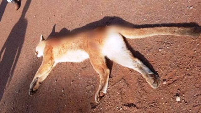 Anivmal foi encontrado morto na madrugada de domingo / Foto: Goio News