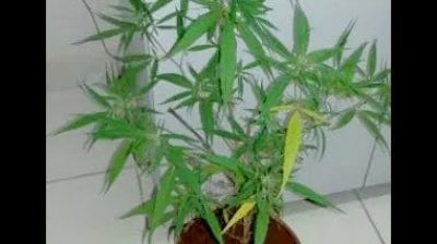 Imagem meramente ilustrativa - Foto: Reprodução/PCMS