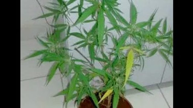 Imagem meramente ilustrativa - Foto: Reprodução/PCMS