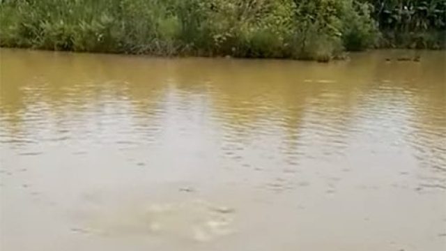 peixes represa Imagem meramente ilustrativa / Foto: Reprodução