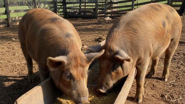 Imagem meramente ilustrativa / Foto: Reprodução