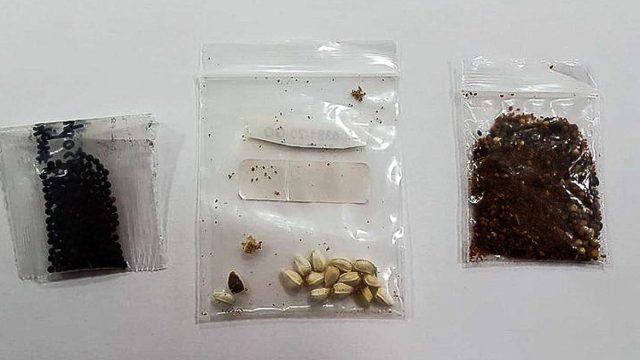 Sementes de China Foto: Mapa/Divulgação