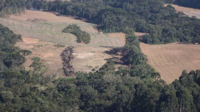 Ele ficou amarrado em uma mata e só conseguiu se livra dois dias depois / Foto: Reprodução CGN