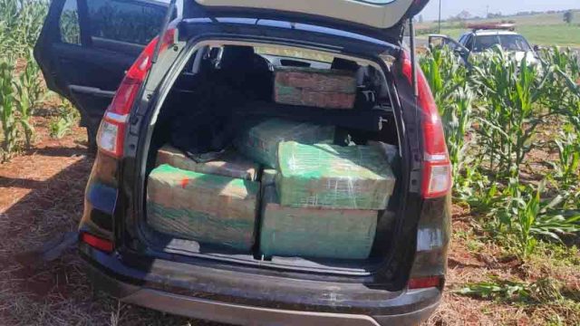 Polícia Militar apreende 450 quilos de maconha na PR-466 / Foto: PMPR